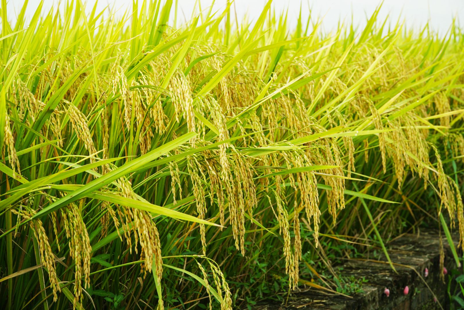  GIỐNG LÚA THUẦN TBR97 