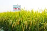  GIỐNG LÚA THUẦN TBR97 