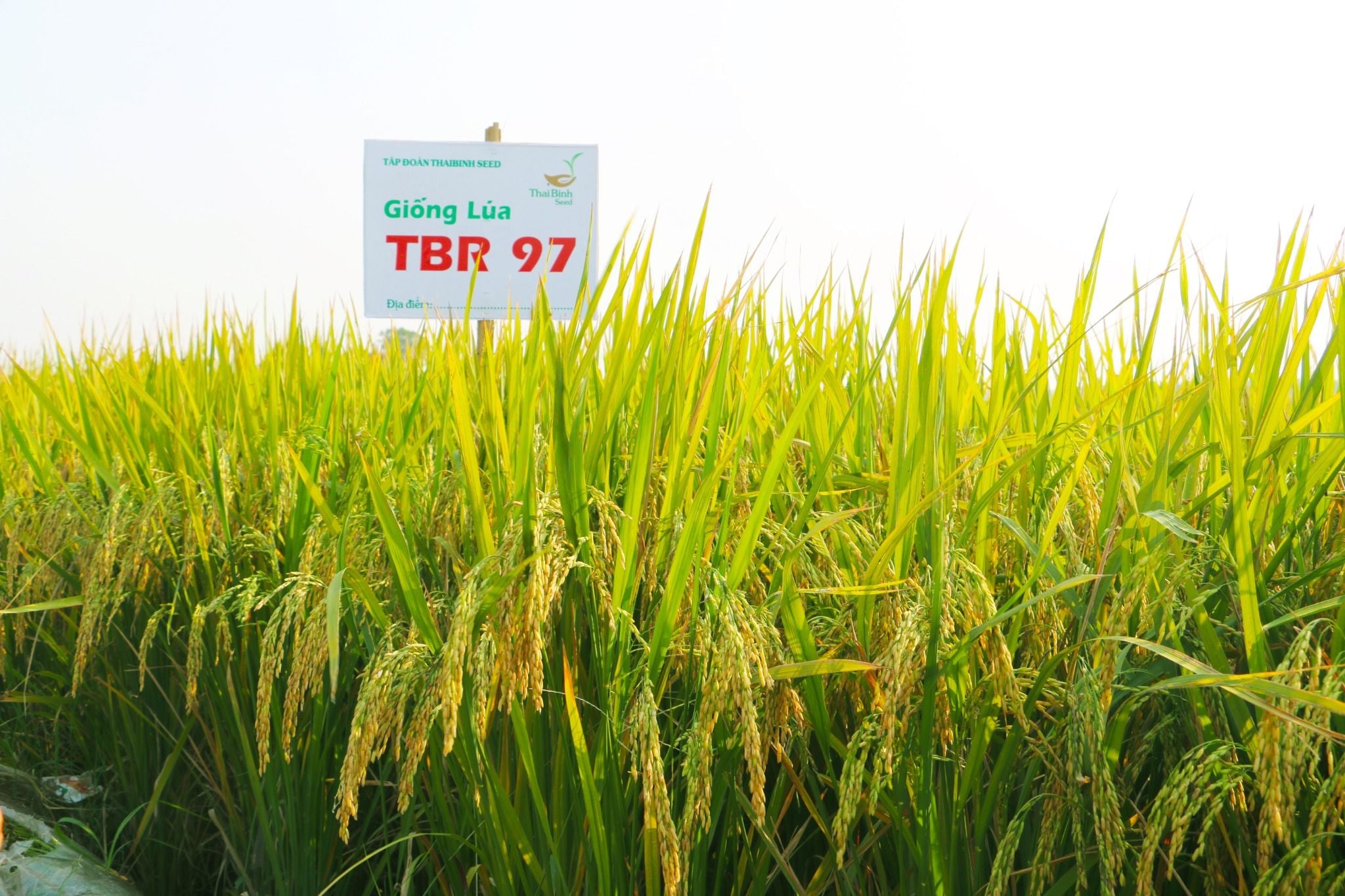  GIỐNG LÚA THUẦN TBR97 