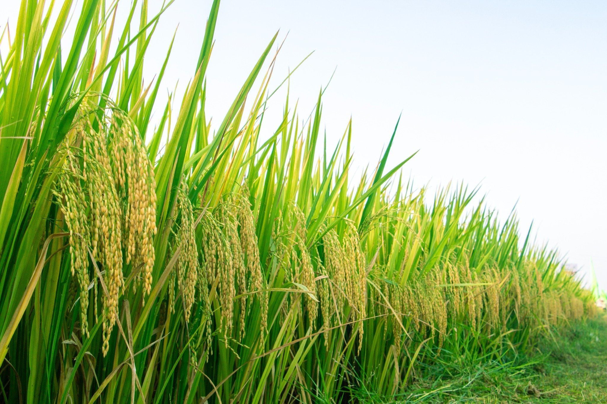  GIỐNG LÚA THUẦN TBR87 