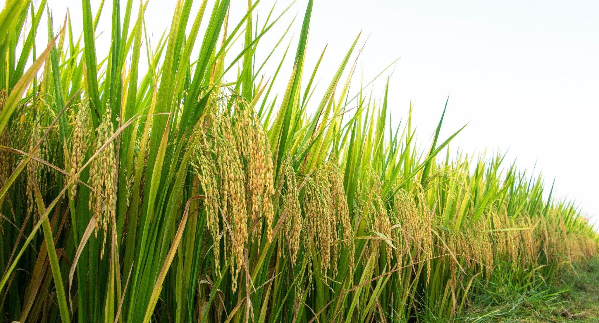  GIỐNG LÚA THUẦN TBR87 