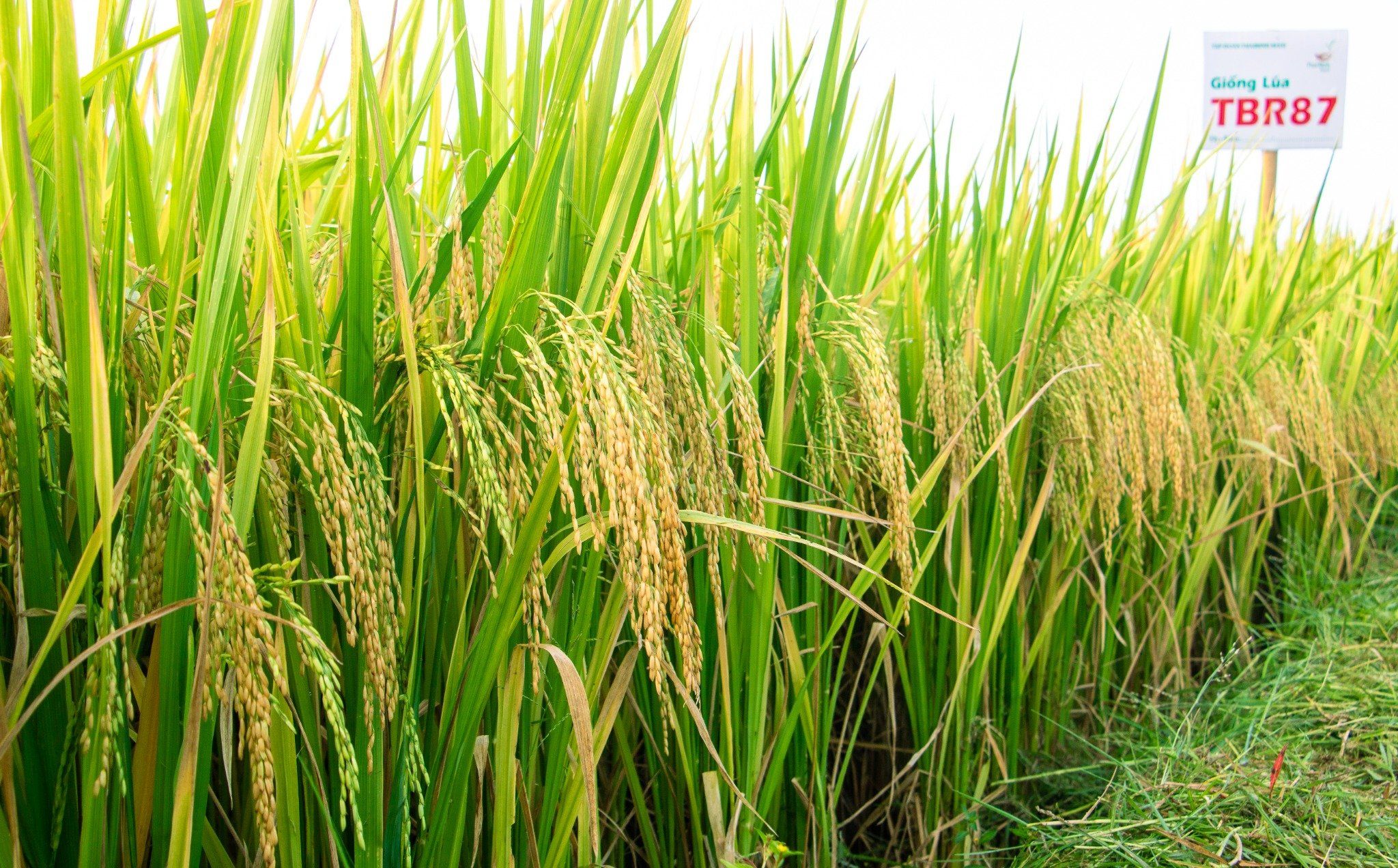  GIỐNG LÚA THUẦN TBR87 