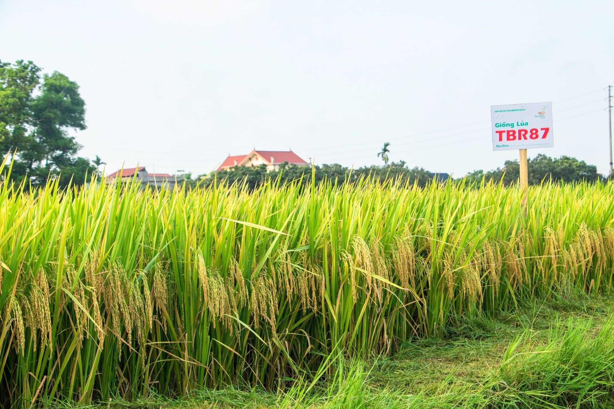  GIỐNG LÚA THUẦN TBR87 