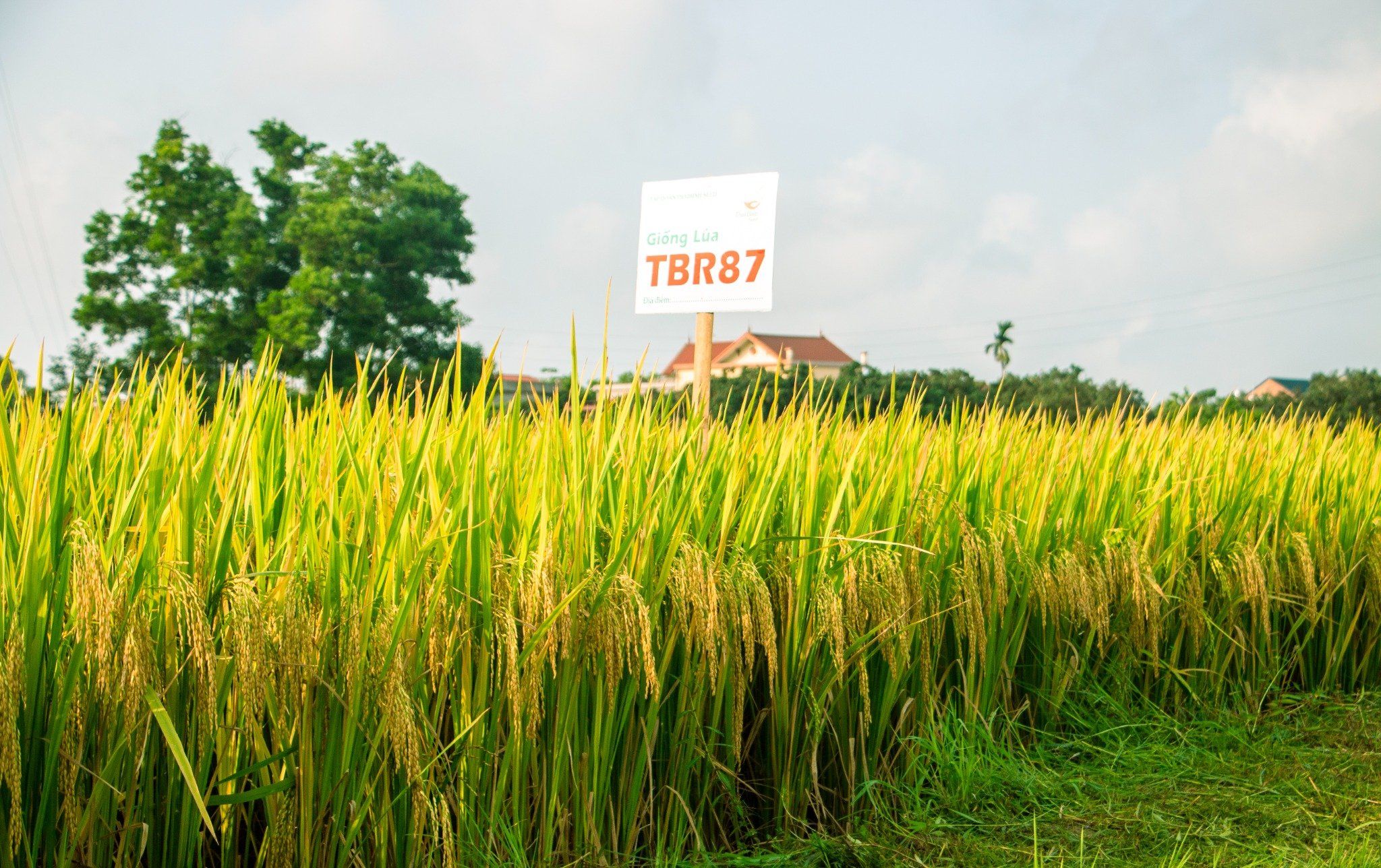  GIỐNG LÚA THUẦN TBR87 