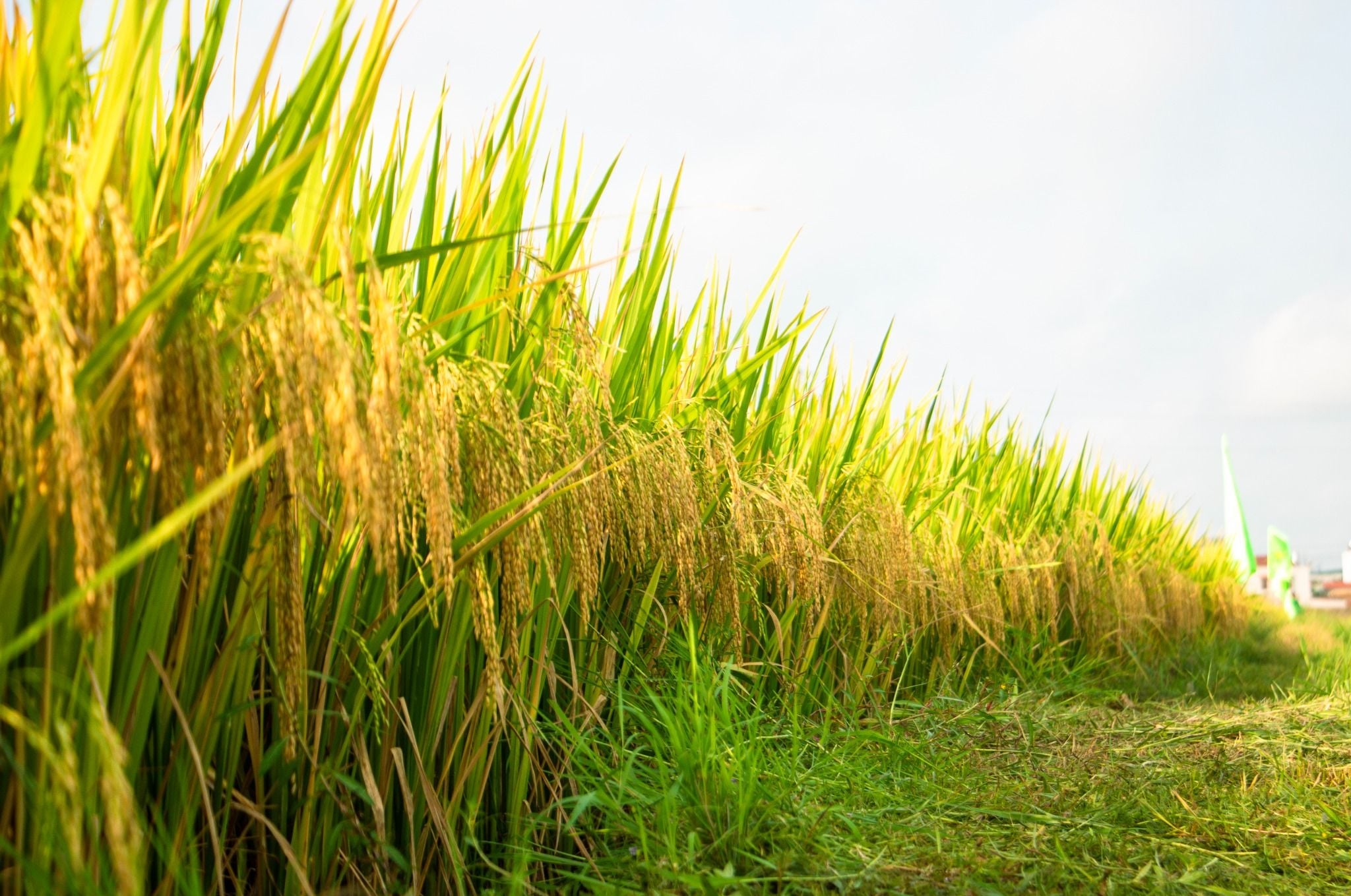  GIỐNG LÚA THUẦN TBR87 