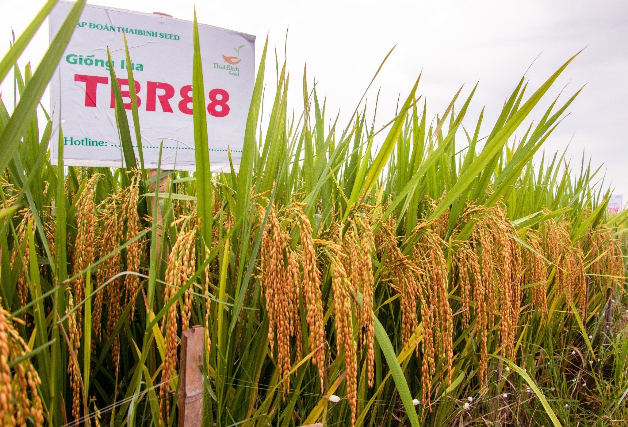  GIỐNG LÚA THUẦN TBR88 