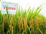  GIỐNG LÚA THUẦN TBR88 