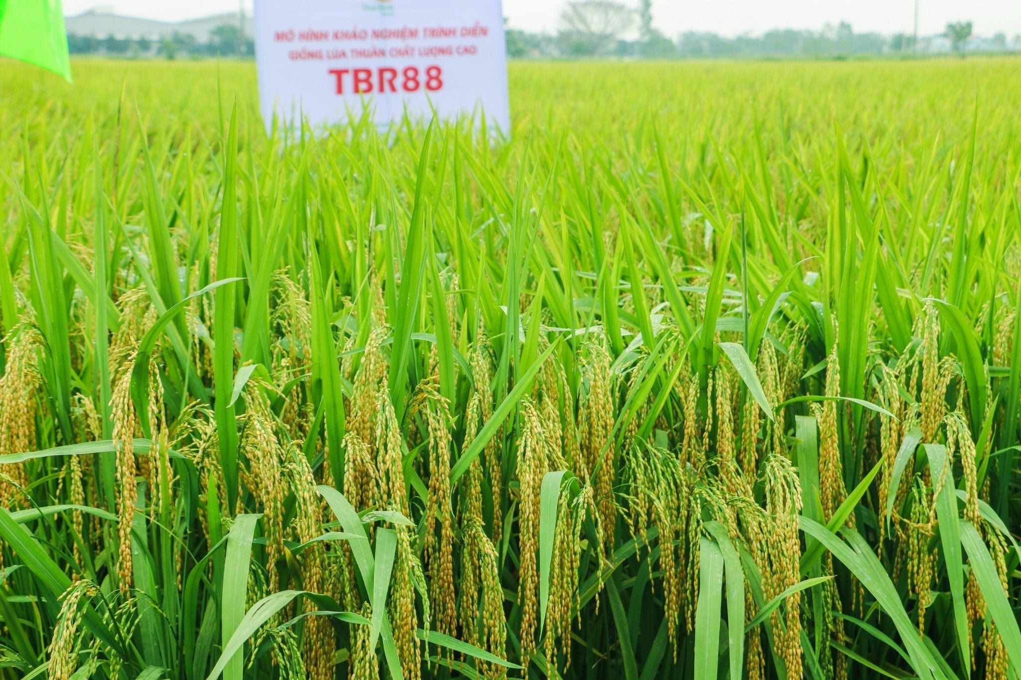  GIỐNG LÚA THUẦN TBR88 