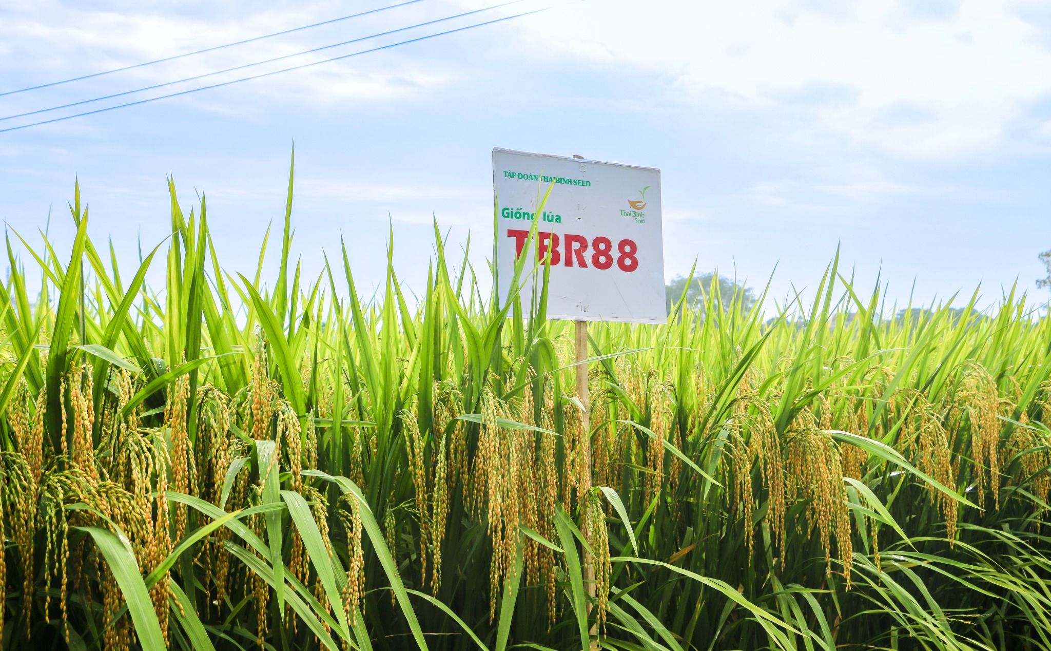  GIỐNG LÚA THUẦN TBR88 