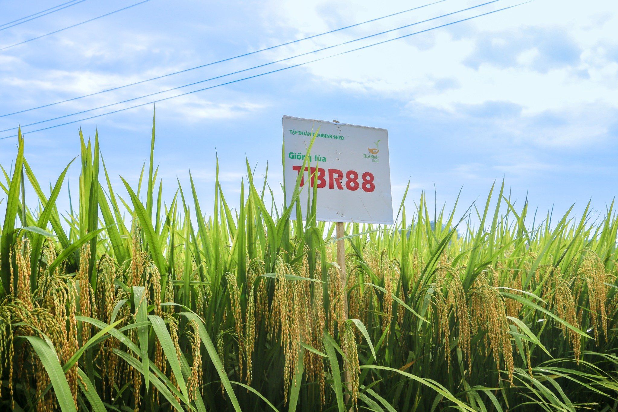  GIỐNG LÚA THUẦN TBR88 