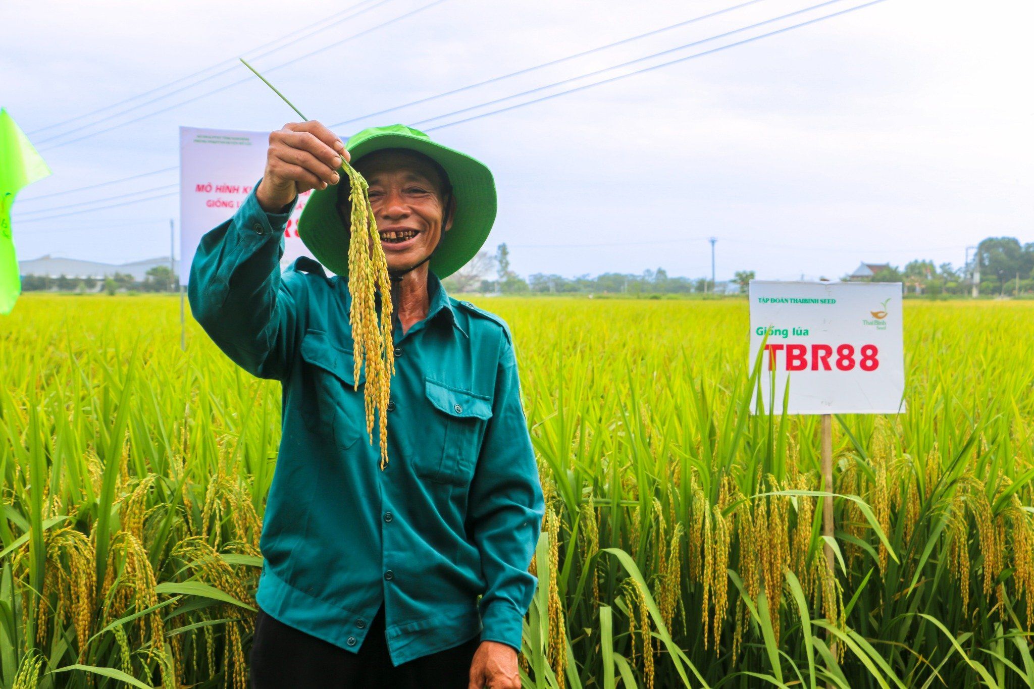  GIỐNG LÚA THUẦN TBR88 