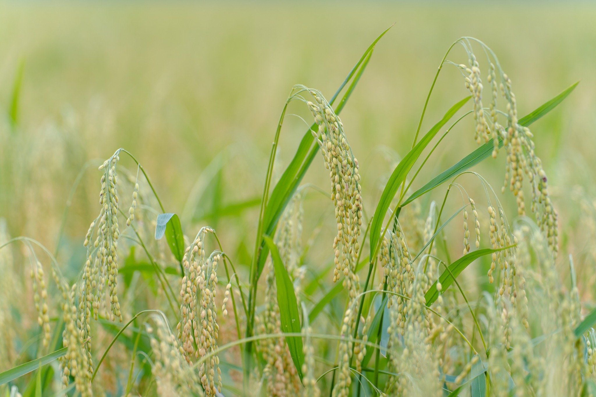  GIỐNG LÚA NẾP A SÀO 