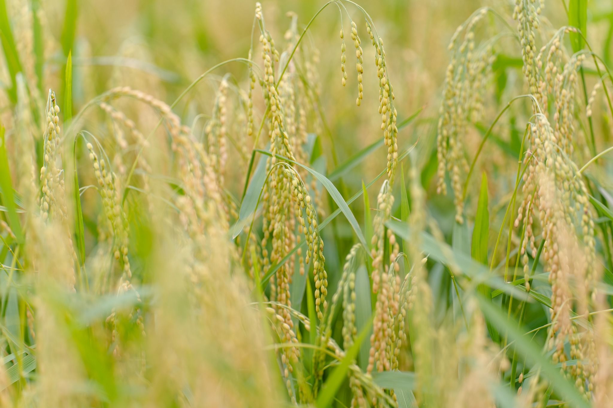  GIỐNG LÚA NẾP A SÀO 