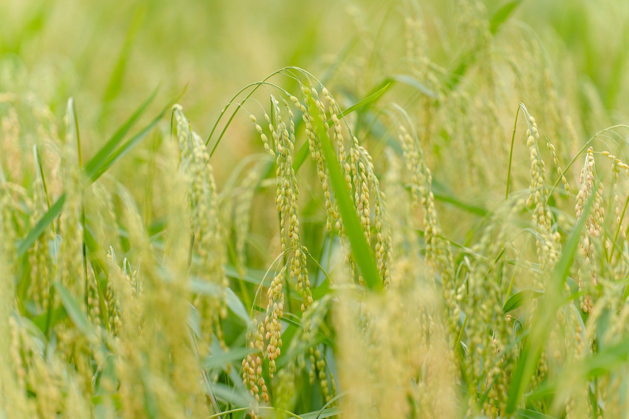  GIỐNG LÚA NẾP A SÀO 