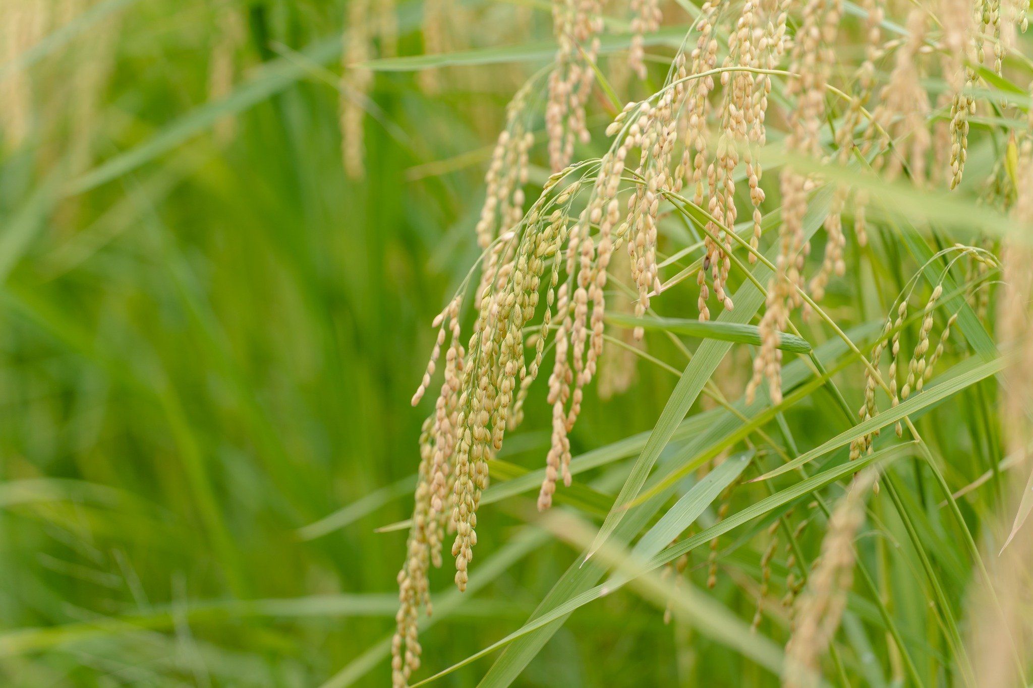  GIỐNG LÚA NẾP A SÀO 