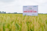  GIỐNG LÚA NẾP A SÀO 