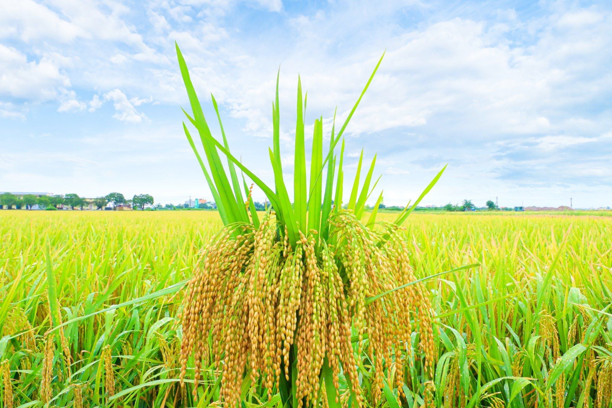  GIỐNG LÚA NẾP 87 