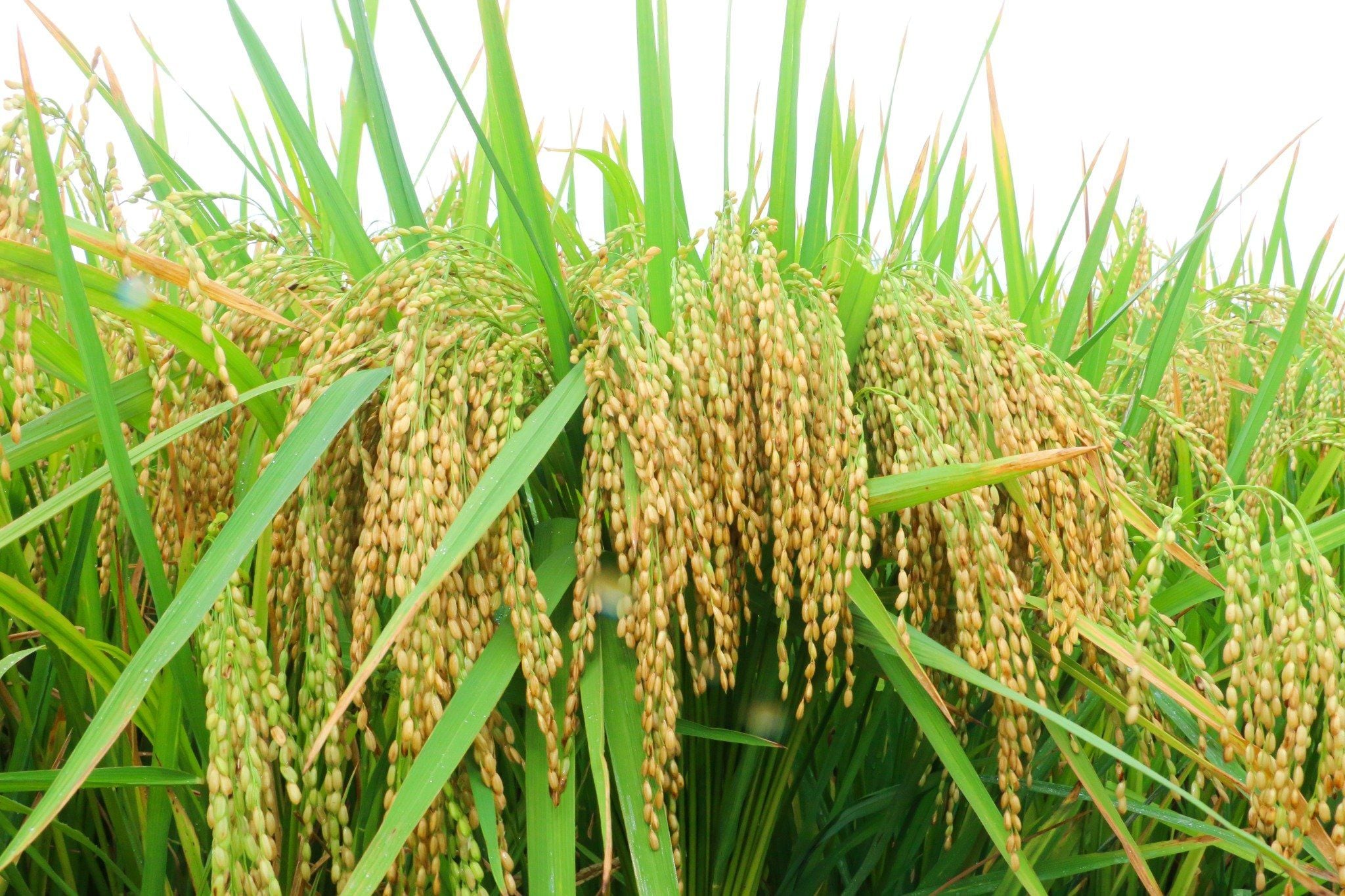  GIỐNG LÚA NẾP 87 