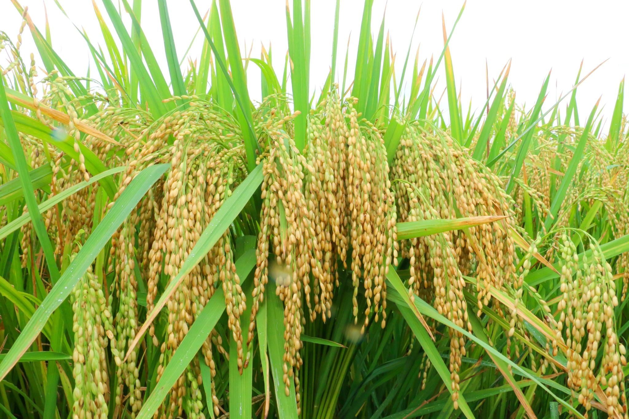  GIỐNG LÚA NẾP 87 