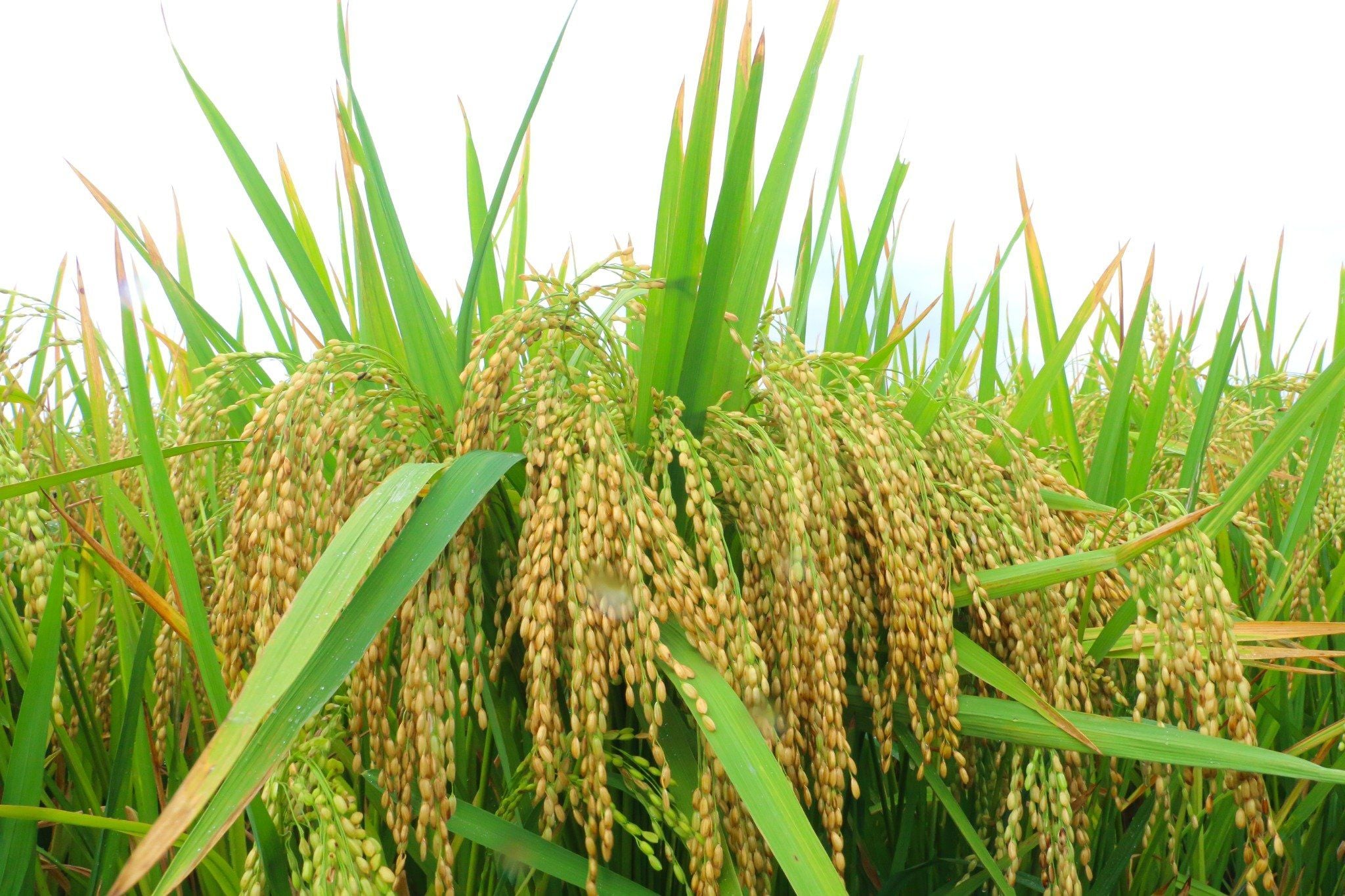  GIỐNG LÚA NẾP 87 