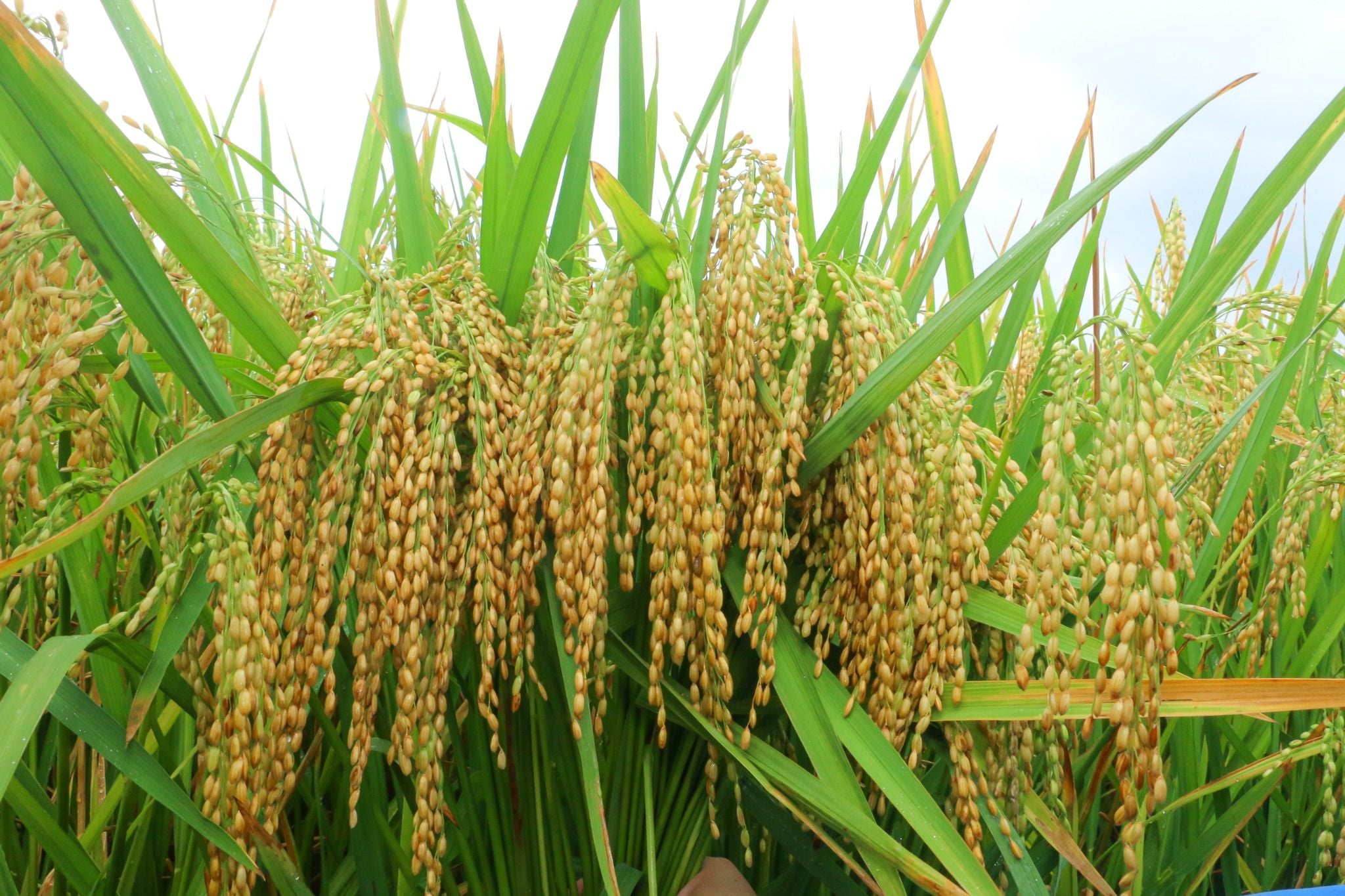  GIỐNG LÚA NẾP 87 