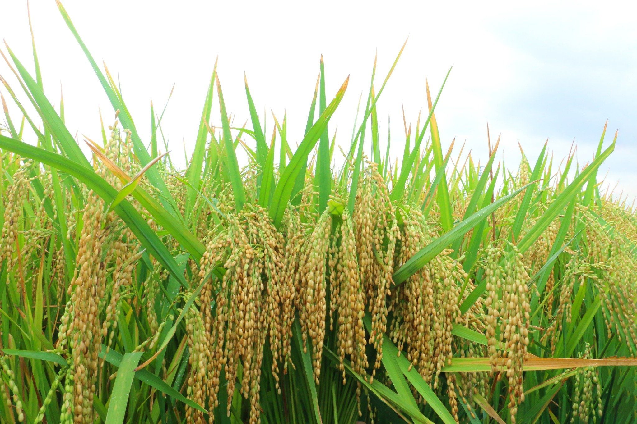  GIỐNG LÚA NẾP 87 