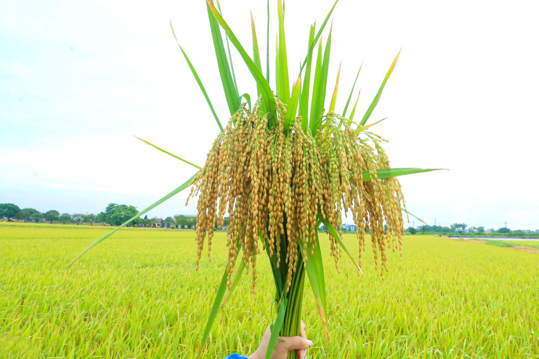  GIỐNG LÚA NẾP 87 