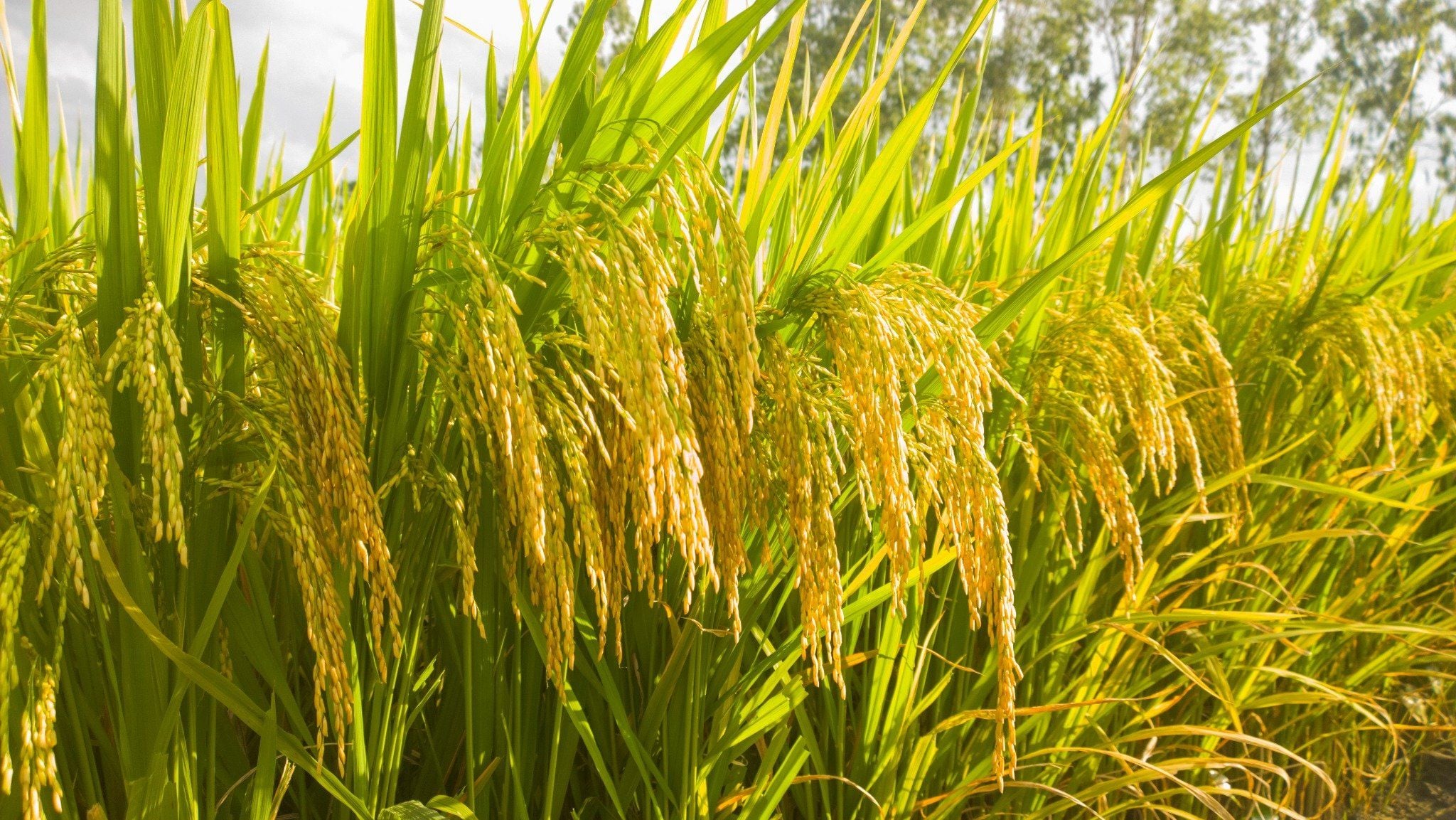  GIỐNG LÚA THUẦN TBR225 MỚI 