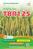  GIỐNG LÚA THUẦN TBR125 
