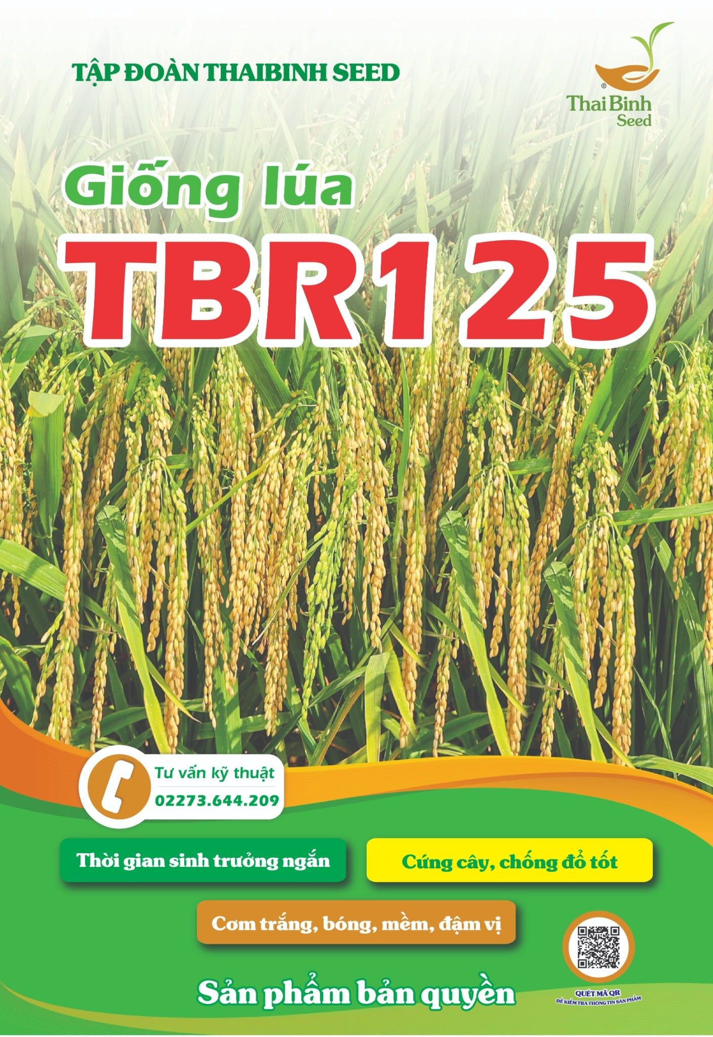  GIỐNG LÚA THUẦN TBR125 