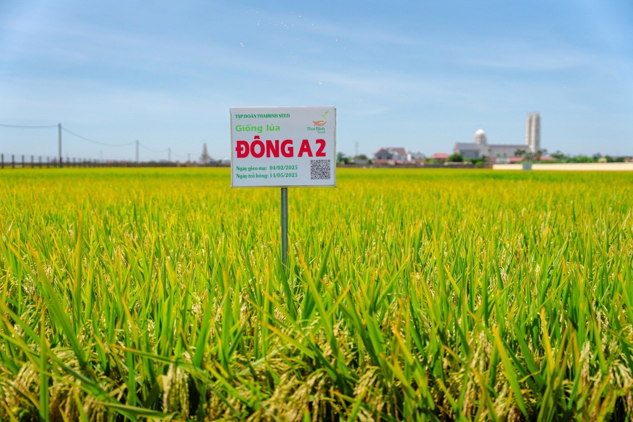  GIỐNG LÚA THUẦN ĐÔNG A2 