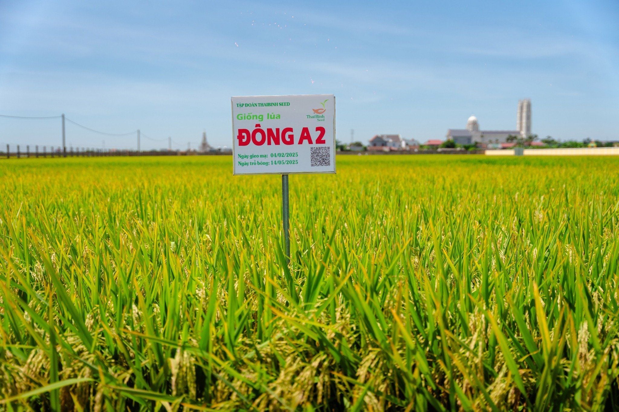  GIỐNG LÚA THUẦN ĐÔNG A2 