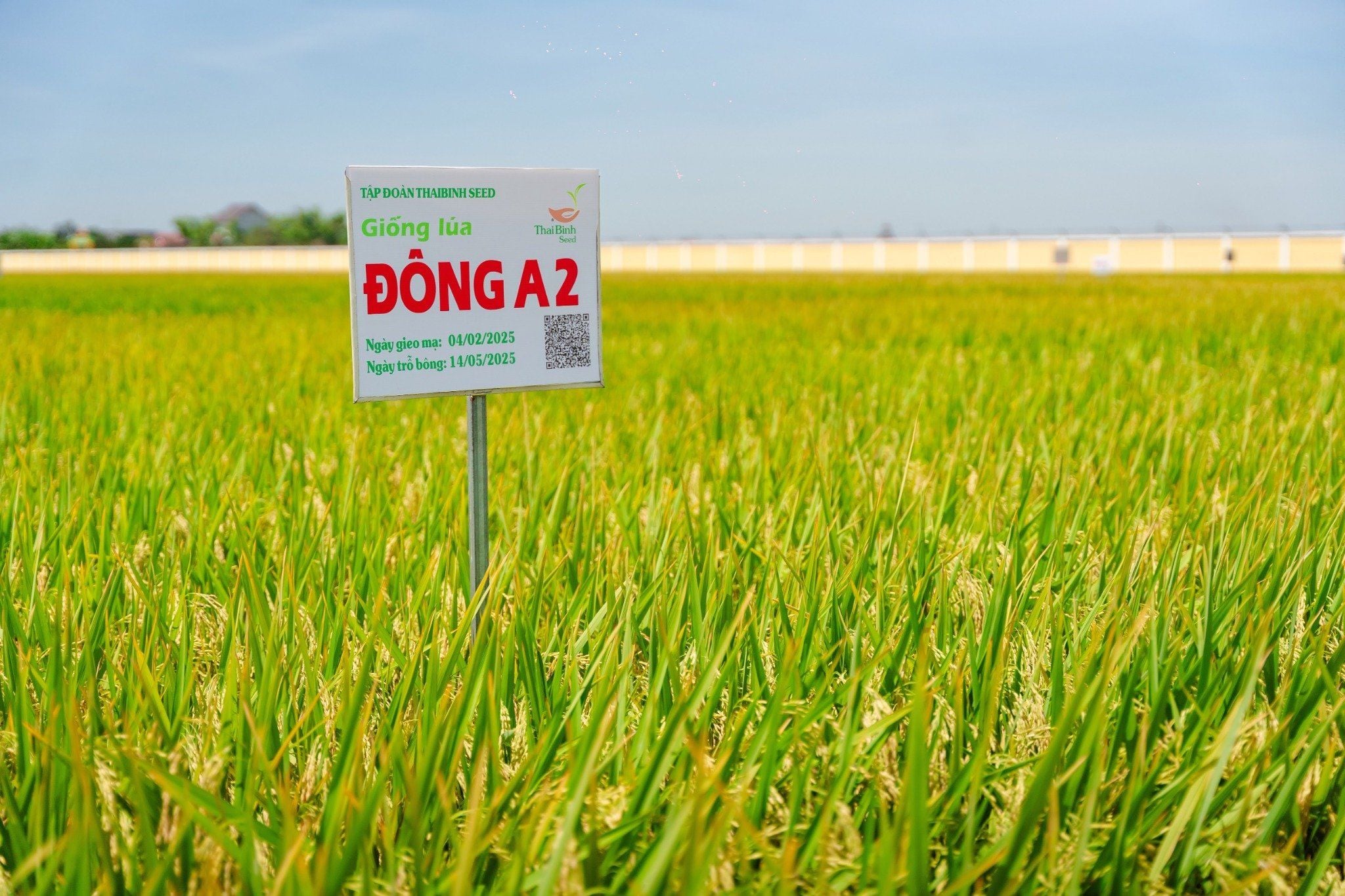  GIỐNG LÚA THUẦN ĐÔNG A2 