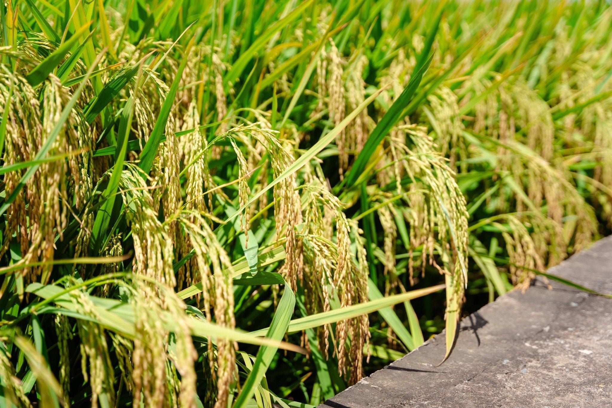  GIỐNG LÚA THUẦN ĐÔNG A2 