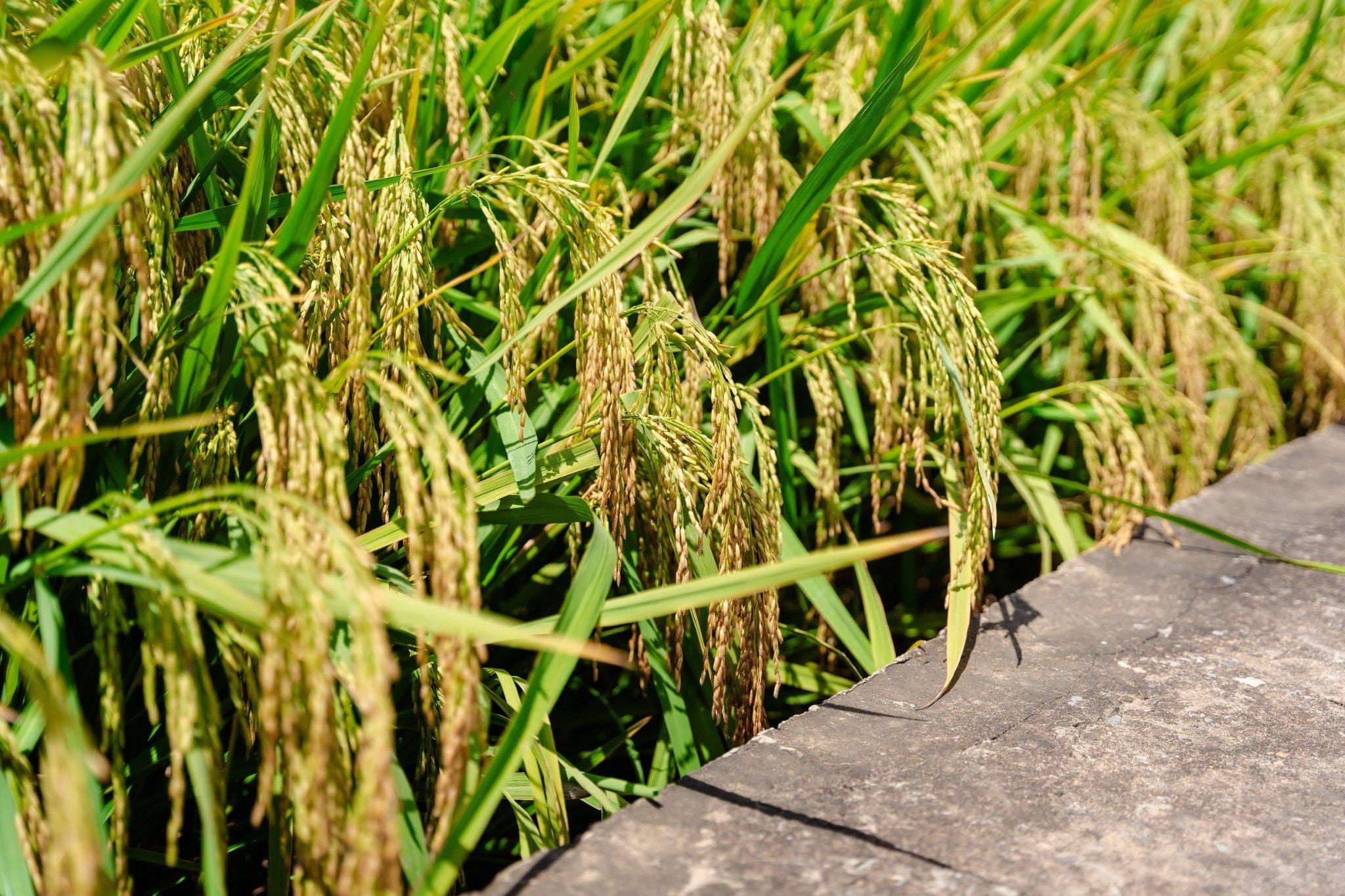  GIỐNG LÚA THUẦN ĐÔNG A2 