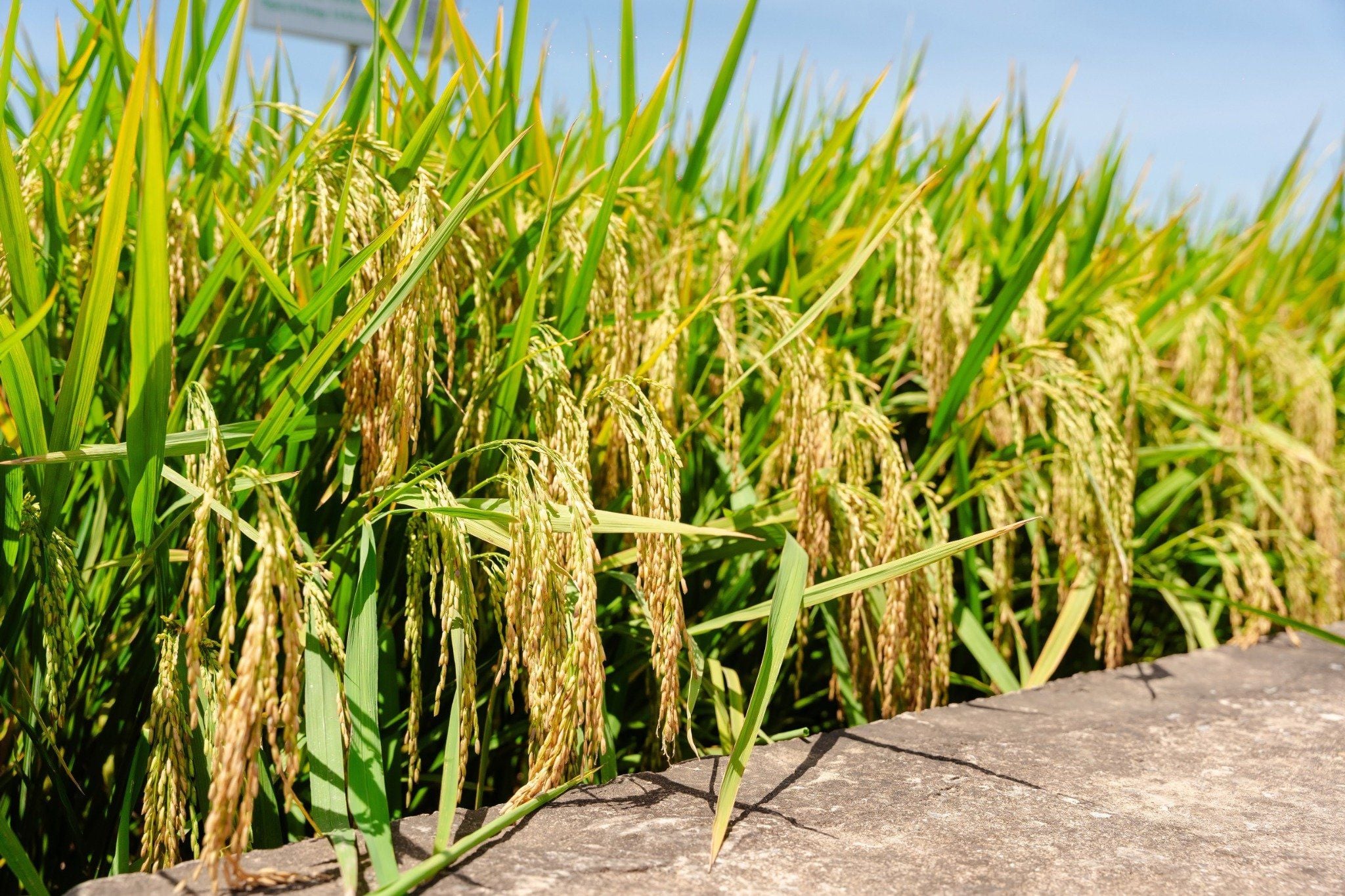  GIỐNG LÚA THUẦN ĐÔNG A2 