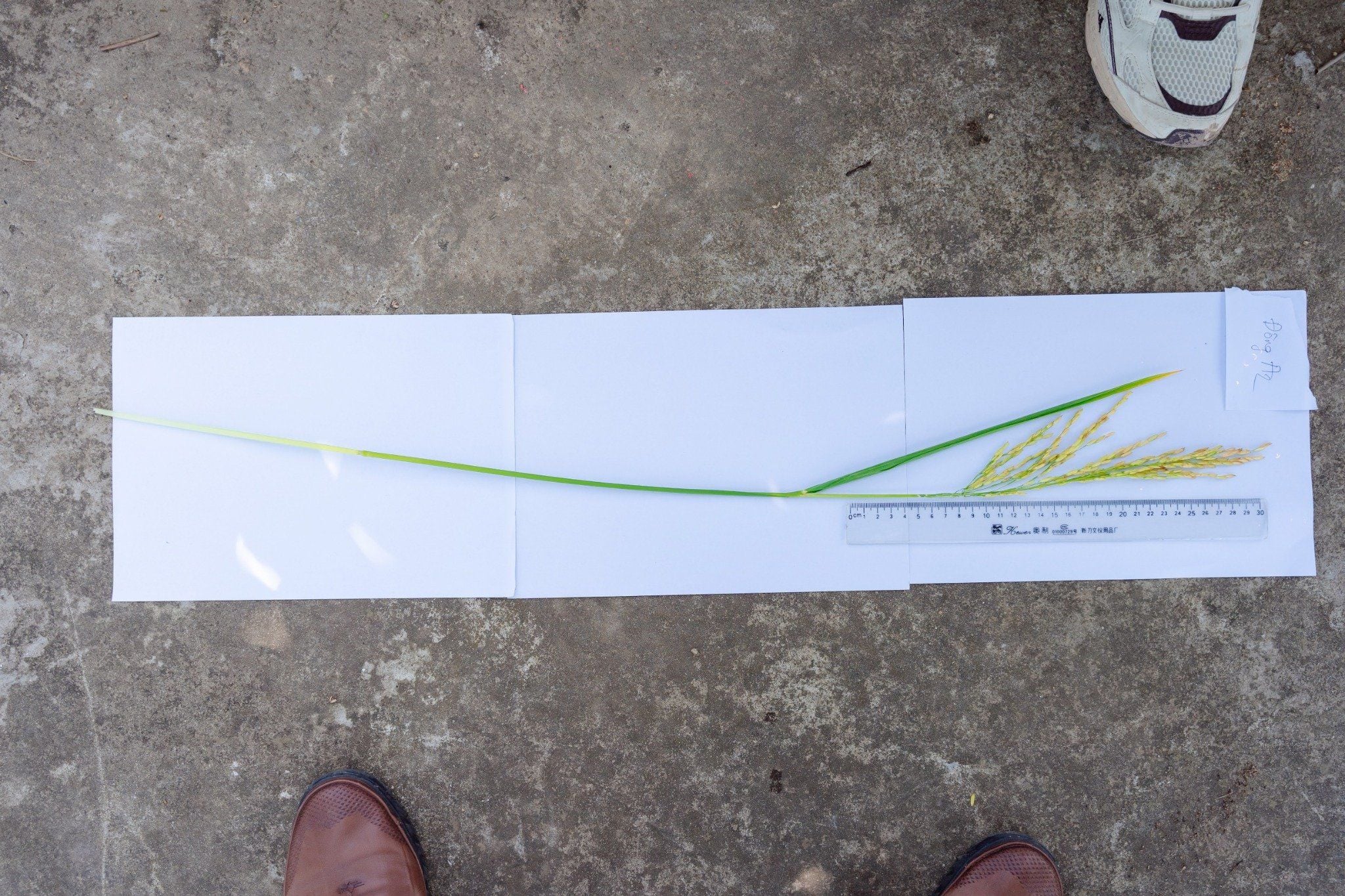  GIỐNG LÚA THUẦN ĐÔNG A2 