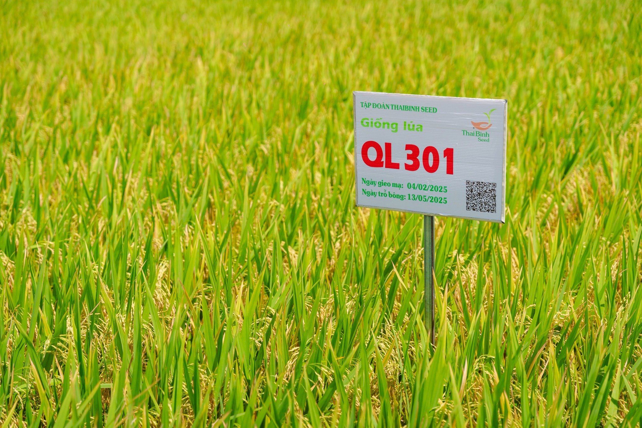  GIỐNG LÚA LAI QL301 