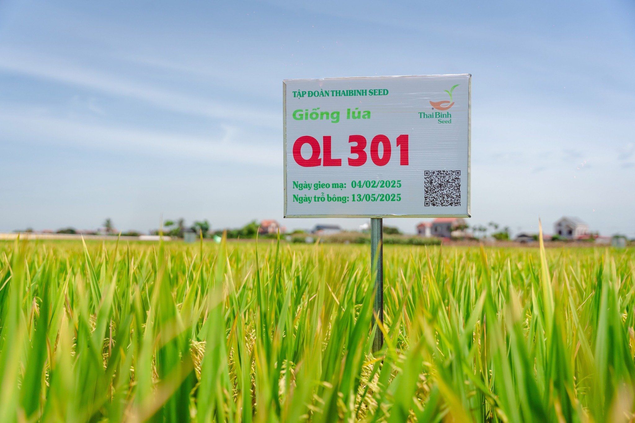  GIỐNG LÚA LAI QL301 