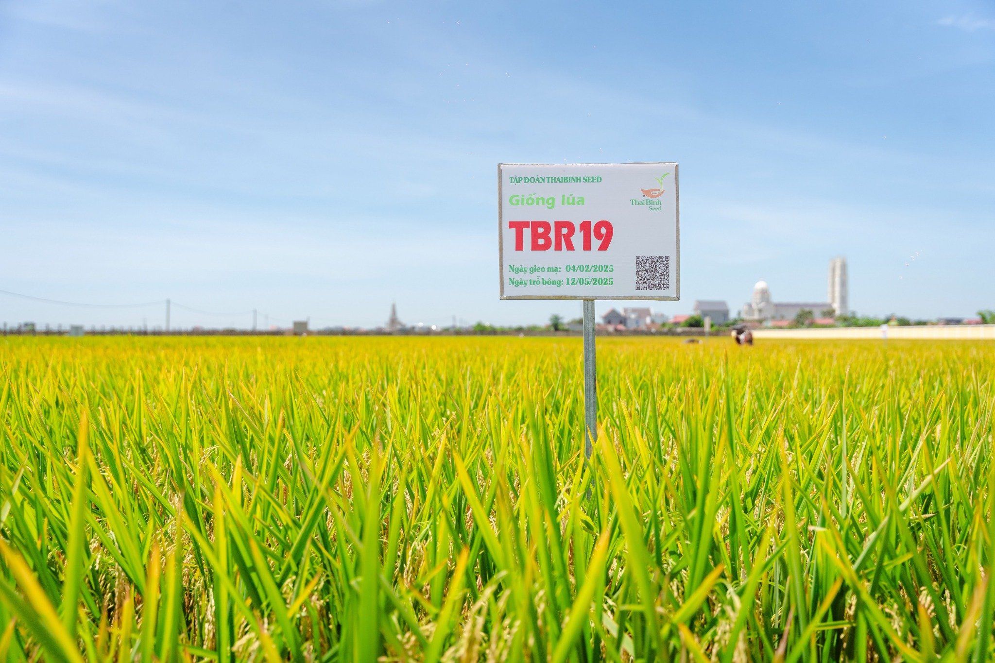  GIỐNG LÚA LAI QL301 