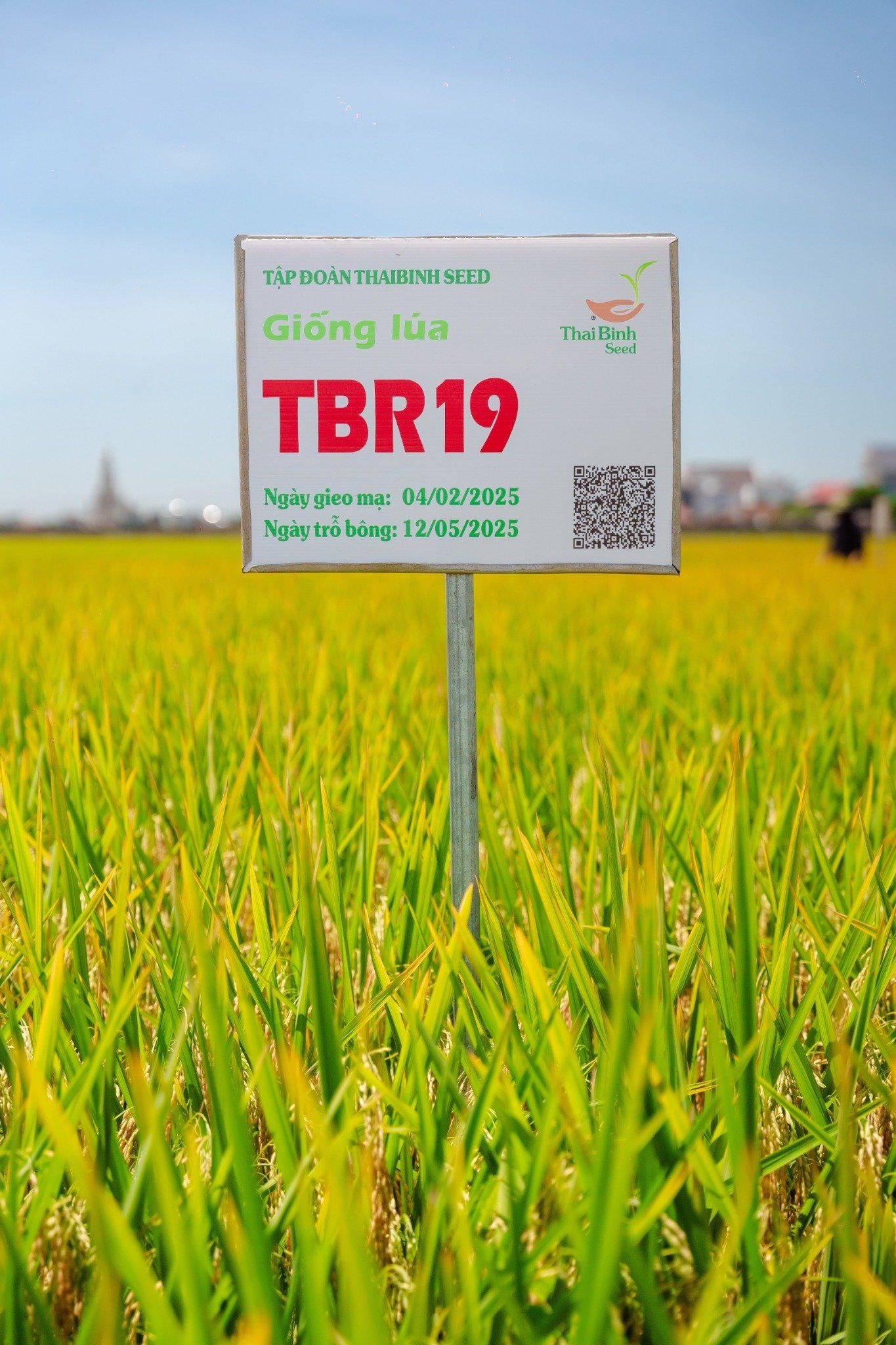  GIỐNG LÚA THUẦN TBR19 