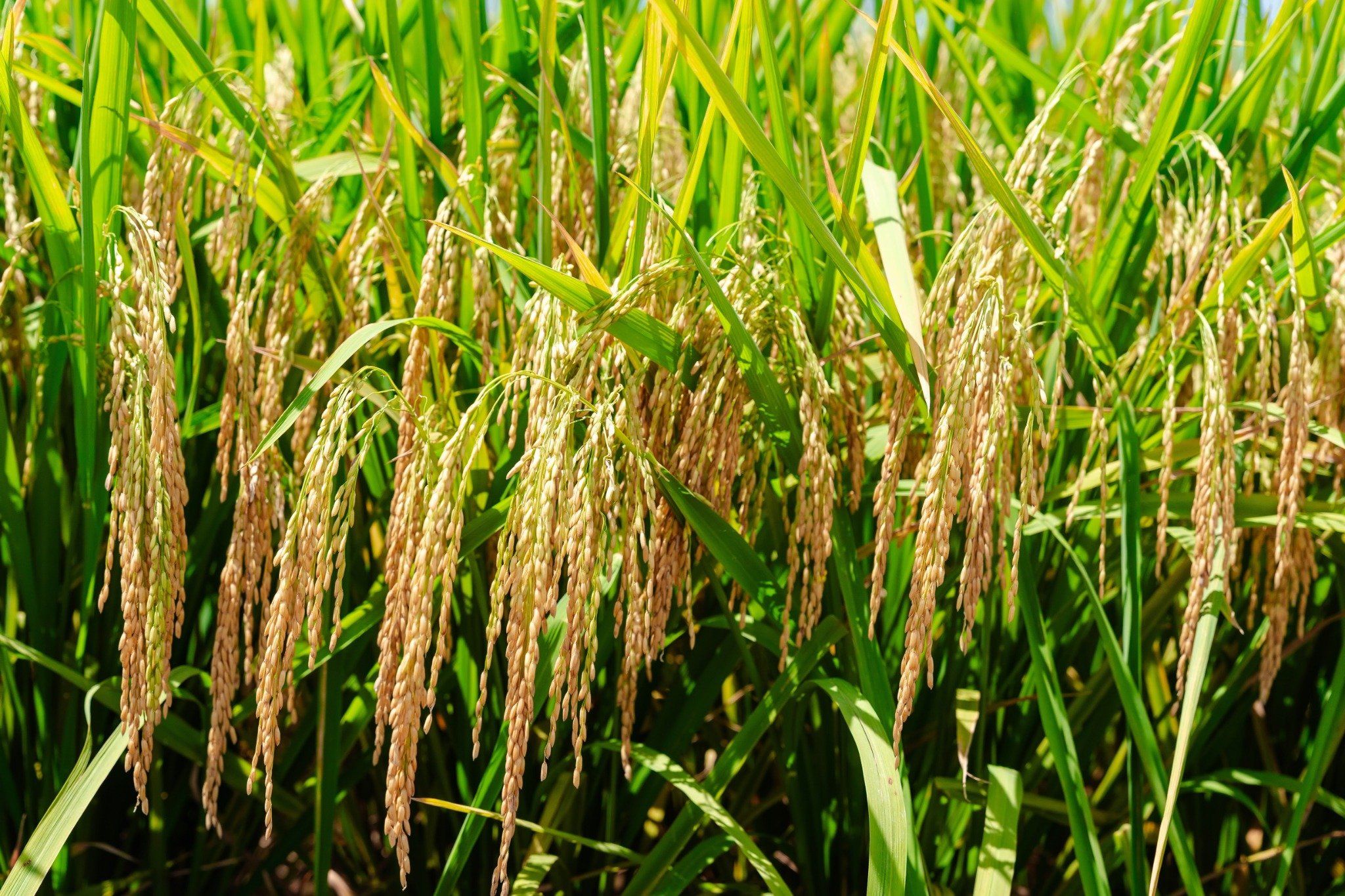  GIỐNG LÚA THUẦN TBR19 