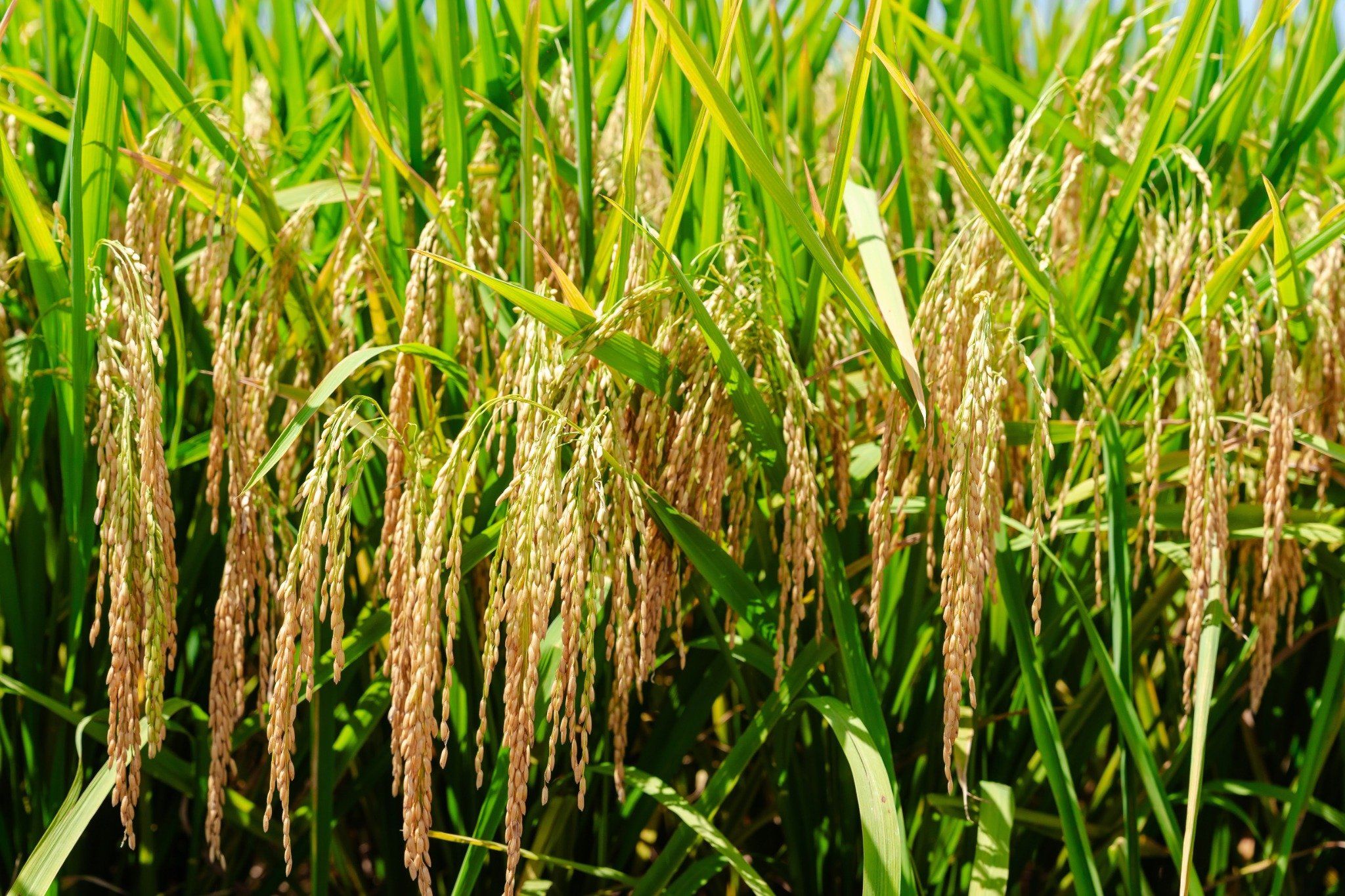  GIỐNG LÚA THUẦN TBR19 