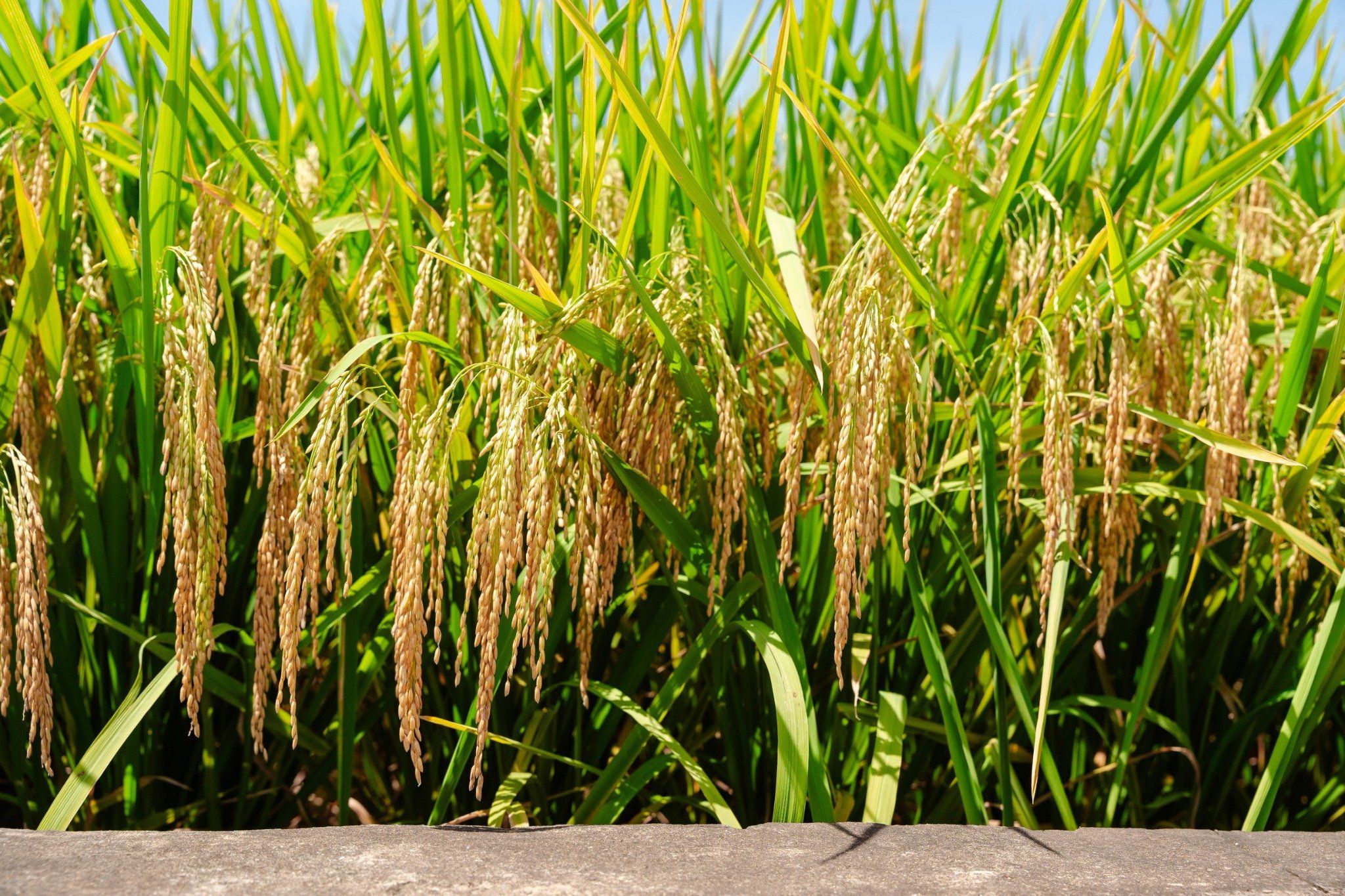  GIỐNG LÚA THUẦN TBR19 