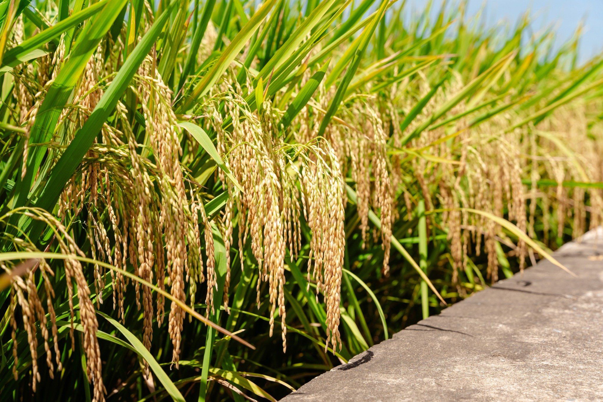  GIỐNG LÚA THUẦN TBR19 