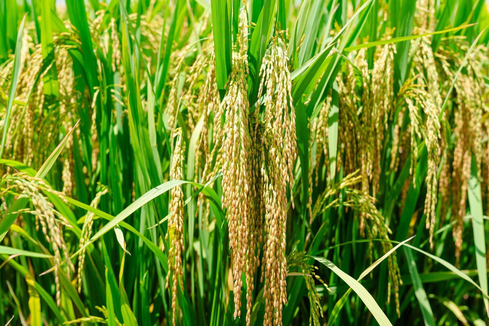  GIỐNG LÚA THUẦN TBR19 