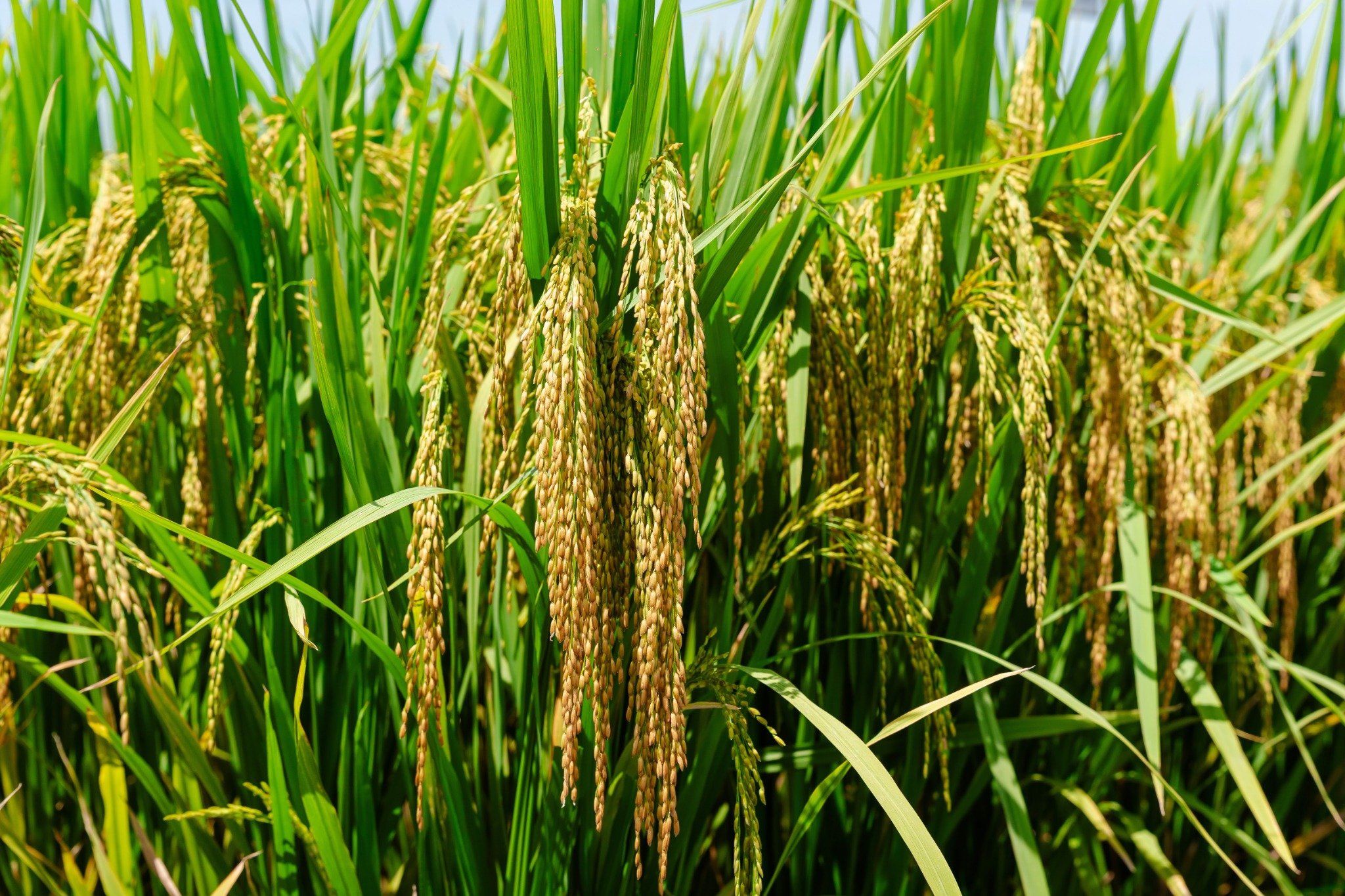  GIỐNG LÚA THUẦN TBR19 