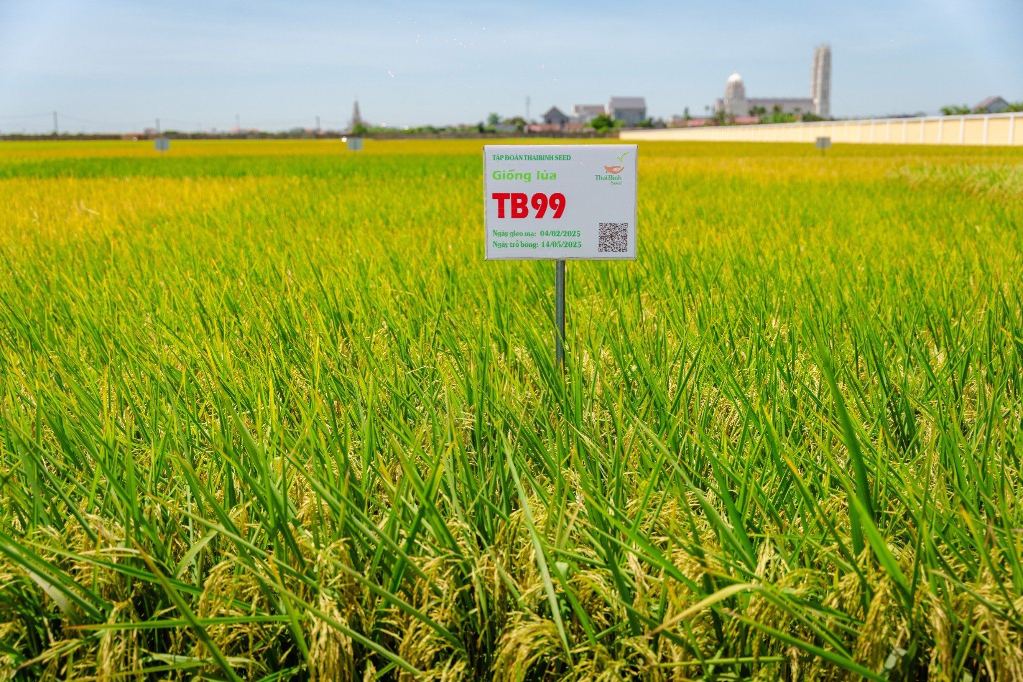  GIỐNG LÚA THUẦN TB99 