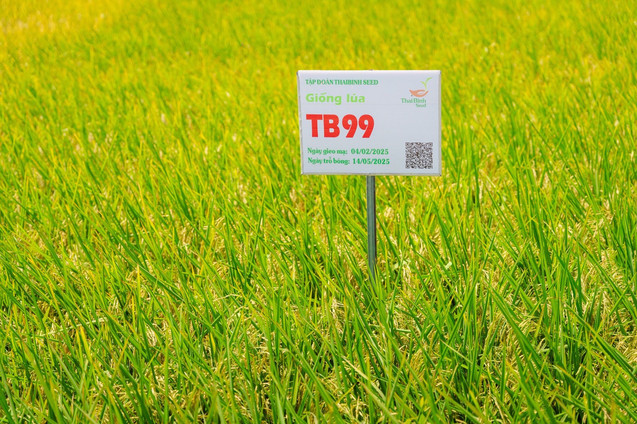  GIỐNG LÚA THUẦN TB99 