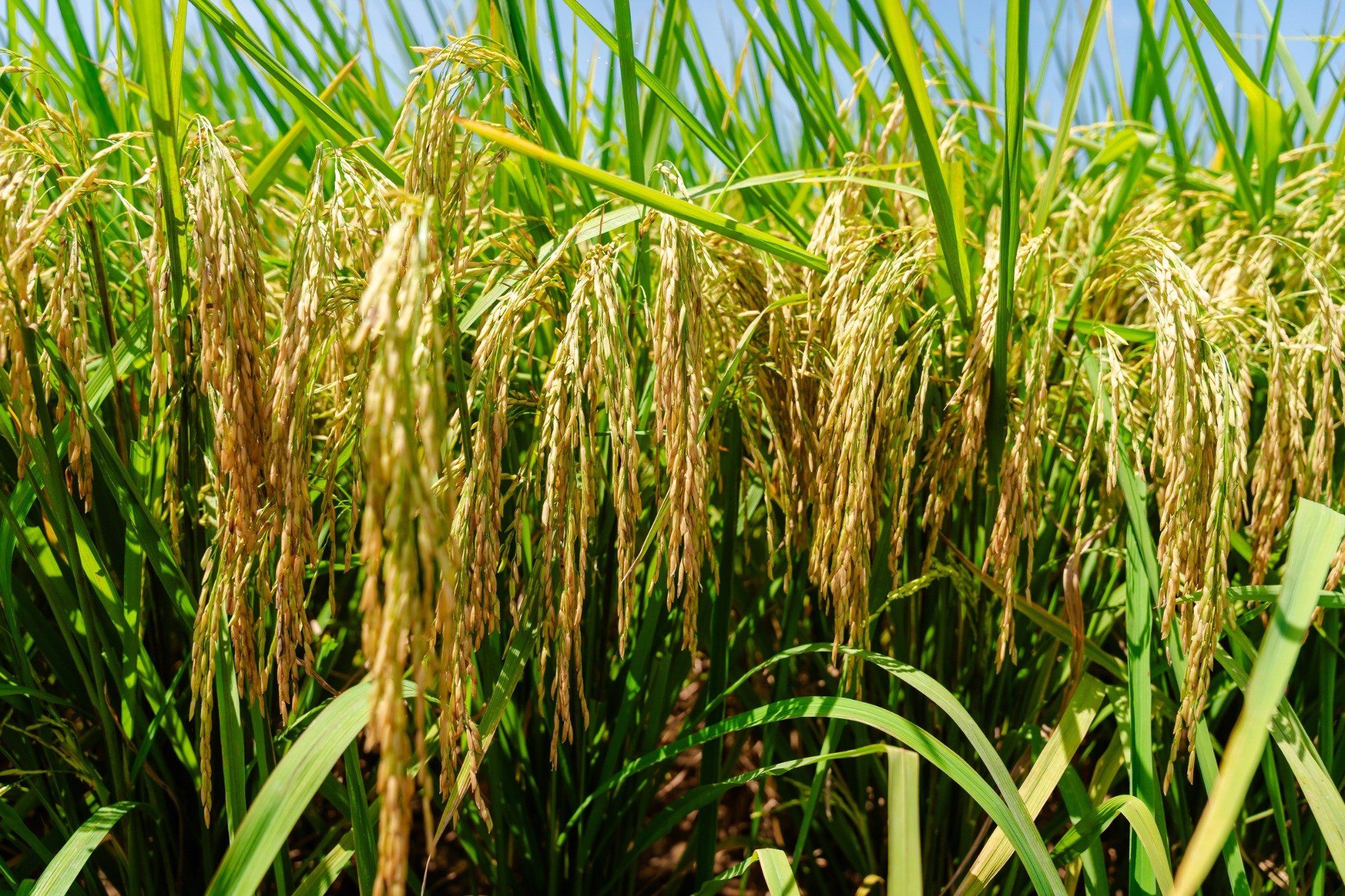  GIỐNG LÚA THUẦN TB99 